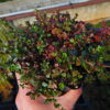 Thymus serpyllum