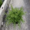 Rosmarinus officinalis  Prostratus