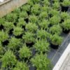 Rosmarinus officinalis  Prostratus – Image 3