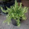Rosmarinus officinalis  Prostratus – Image 2
