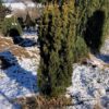 Taxus baccata Fastigiata Aurea