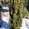 Taxus baccata Fastigiata Aurea – Image 2